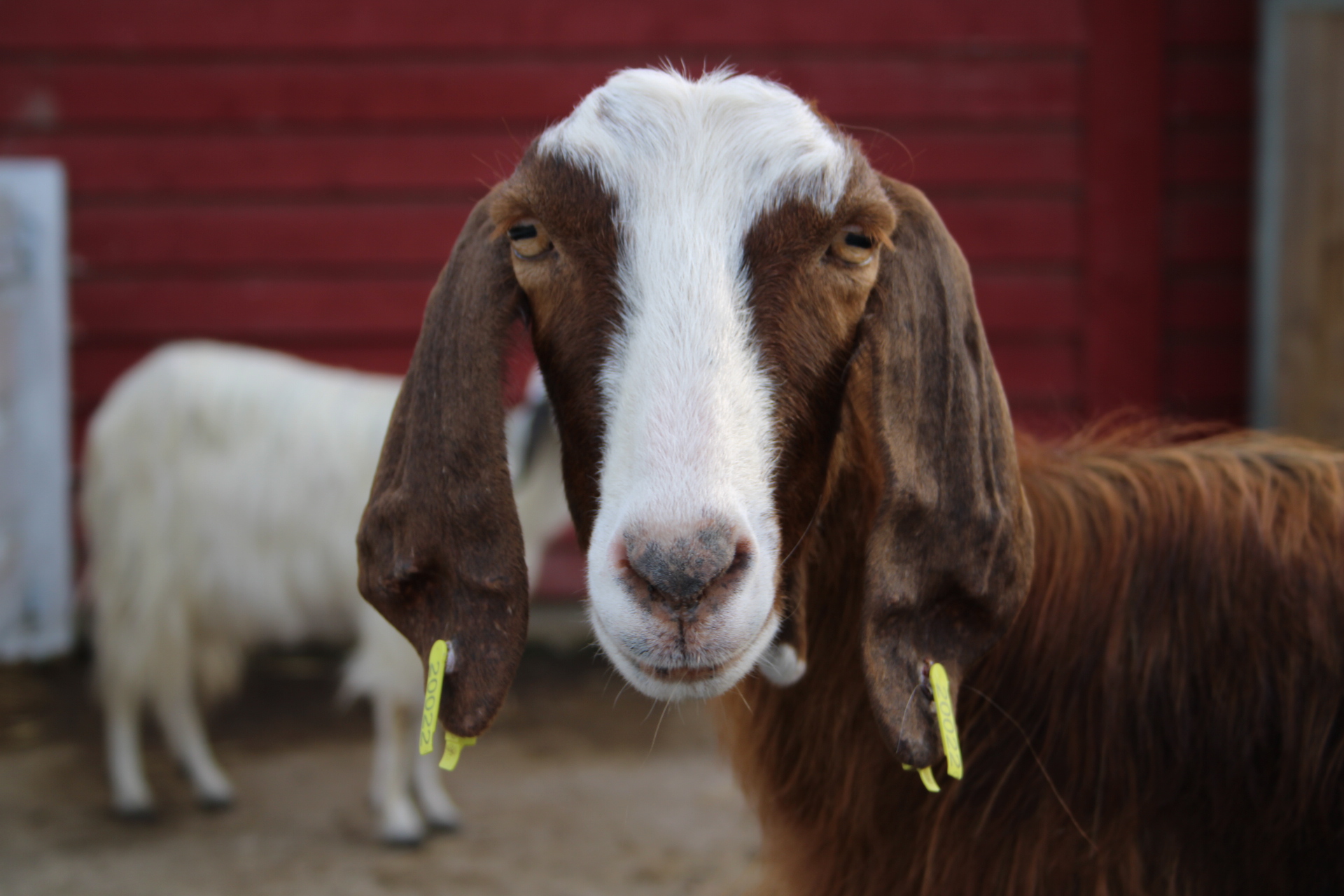 Votre Visite Ferme Des Falaises